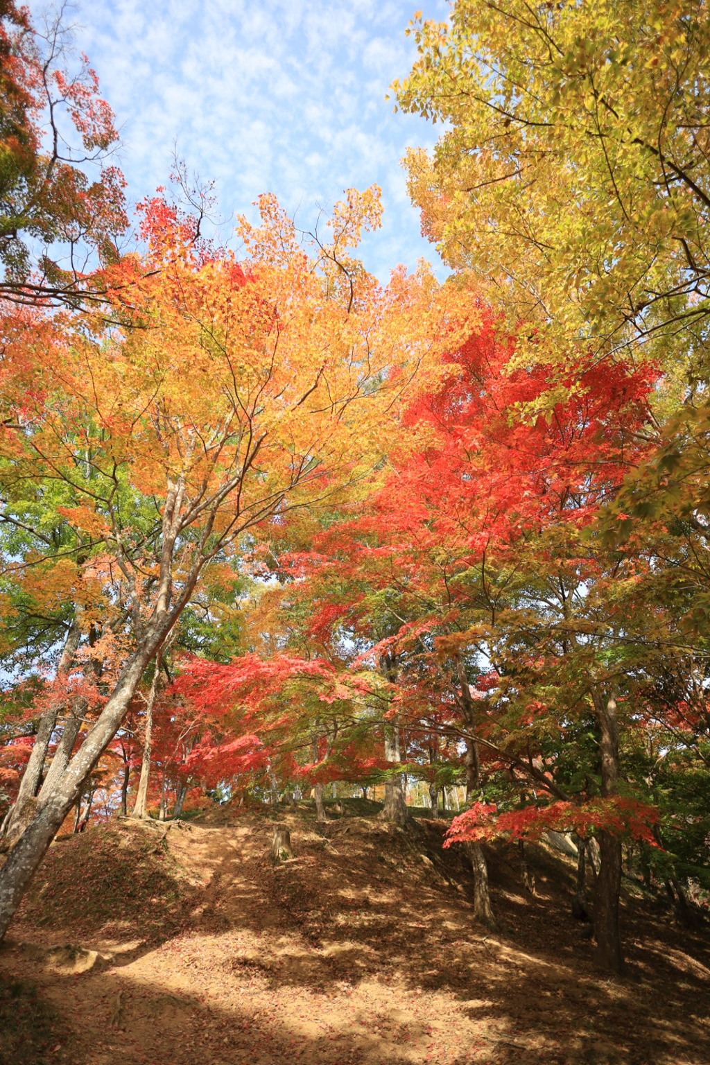紅葉山