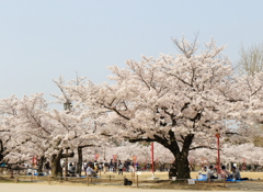 花見日和