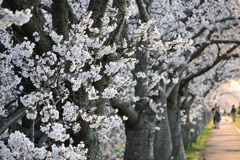 川沿いの桜並木
