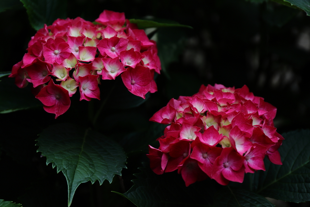 移り気の花