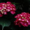 移り気の花