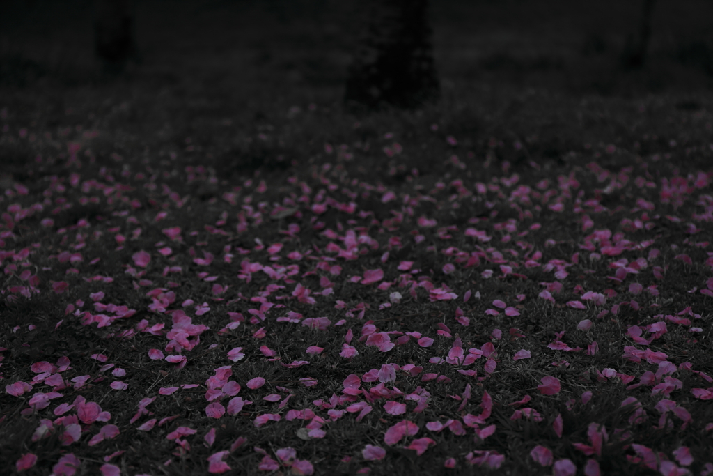 こぼれ桜