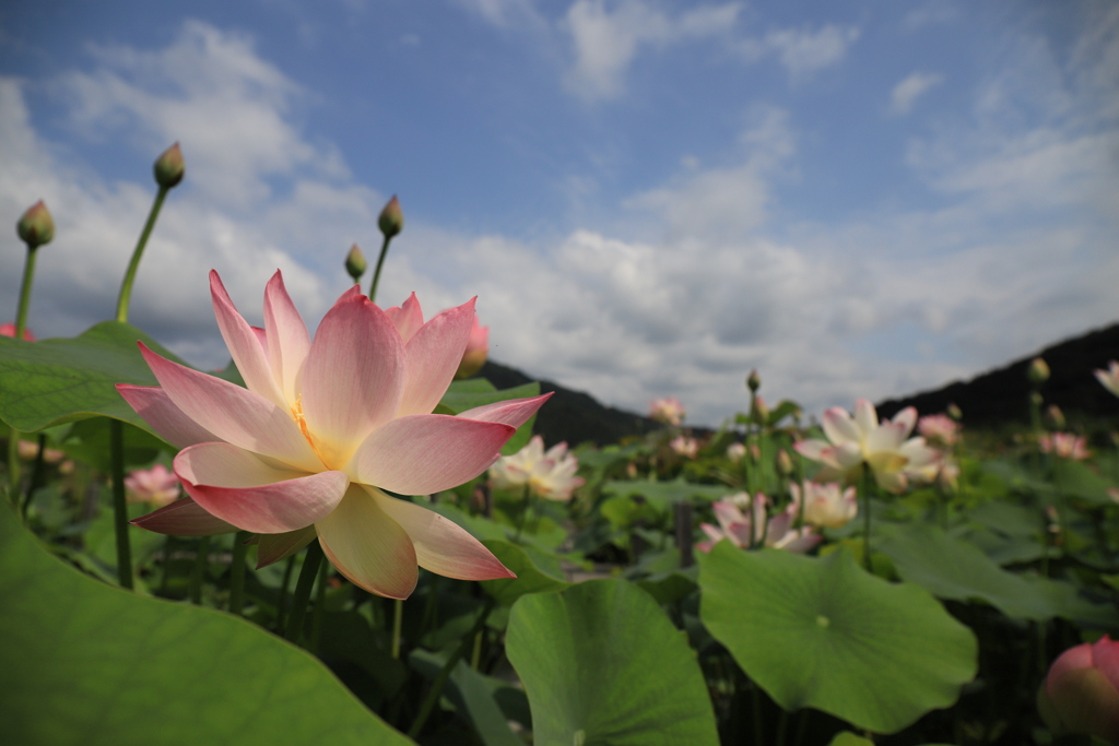 映える蓮の花