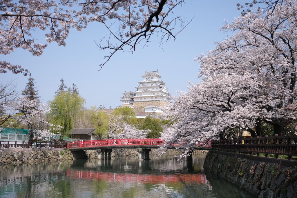 春爛漫の姫路城