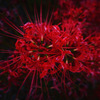 紅蓮の花