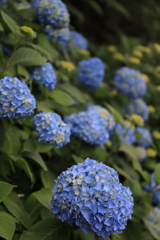 梅雨の花