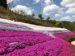 芝桜の絨毯