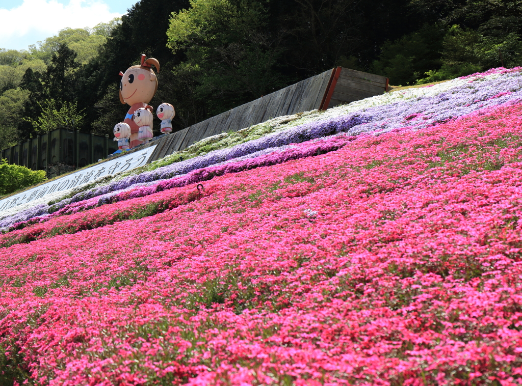 さっちゃんと芝桜