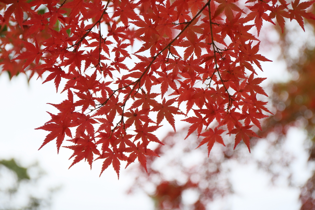 紅葉