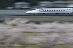 桜と新幹線