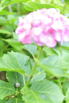 紫陽花の住人