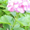 紫陽花の住人