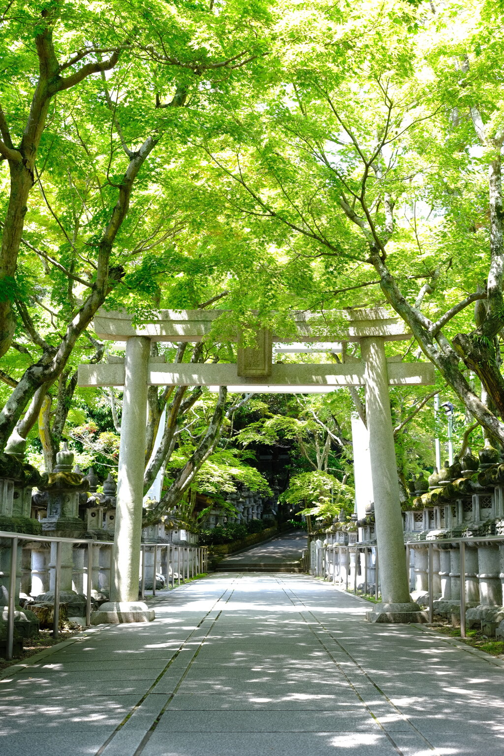 深緑に包まれる鳥居