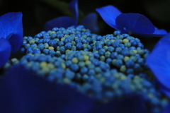 青紫陽花