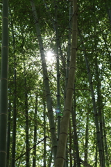 竹林から差し込む光
