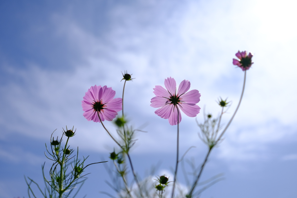 初秋を告げる秋桜