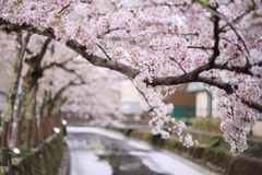 城崎桜模様