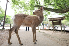 神の使い