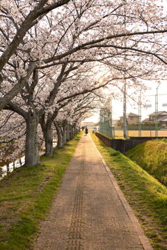 桜並木