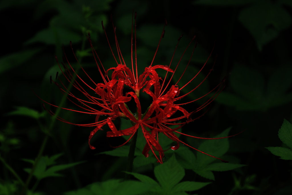 緑の中に燃える花