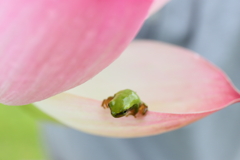 え！？ここから飛ぶの～