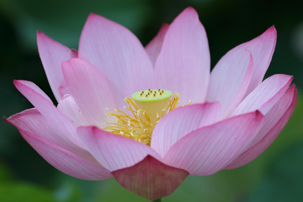 蓮の花