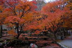 紅葉見頃