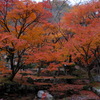 紅葉見頃