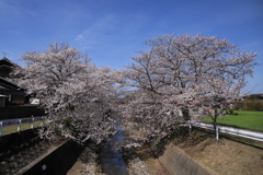 ハートの桜