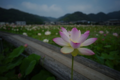 炎天下に咲き誇る