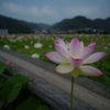 炎天下に咲き誇る