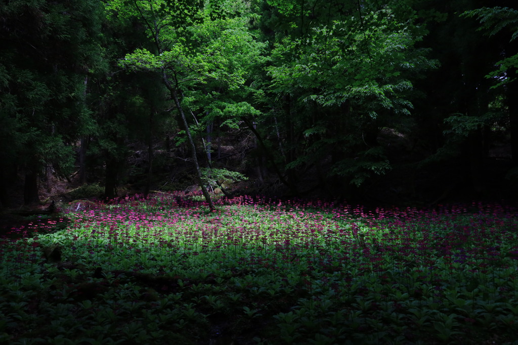 森奥の絶景