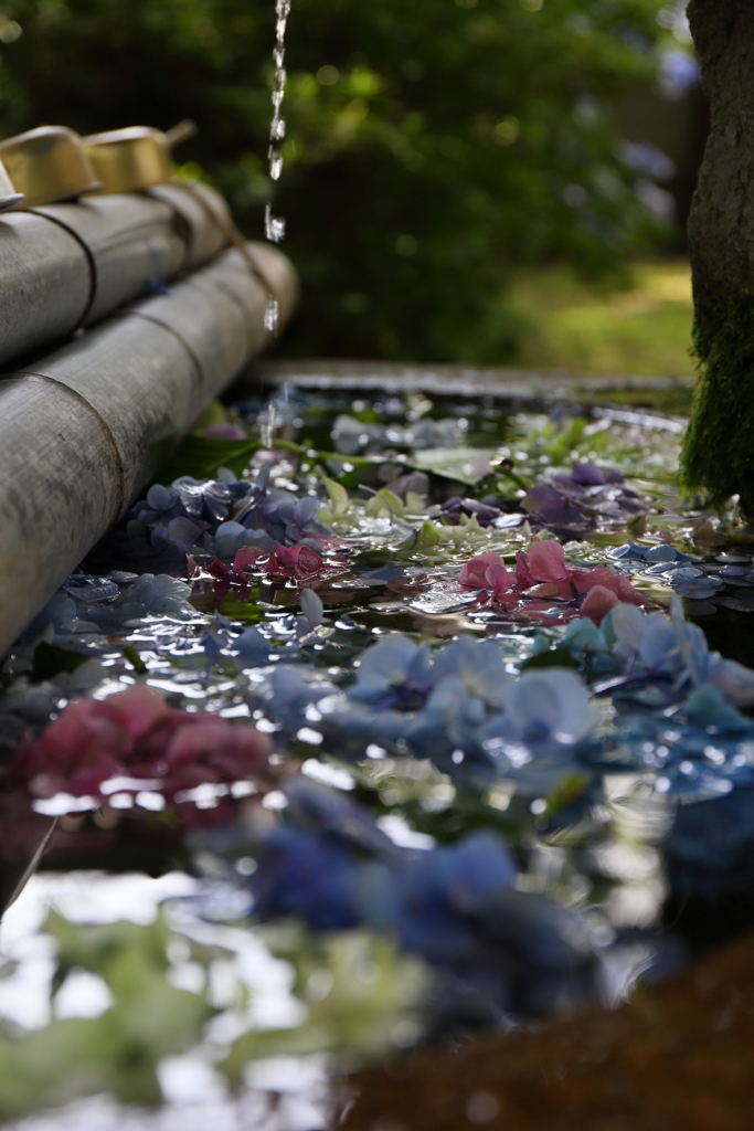 水と花の季節