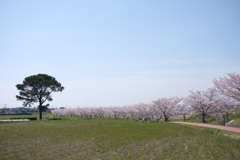 大きなのっぽの木と桜並木
