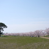 大きなのっぽの木と桜並木