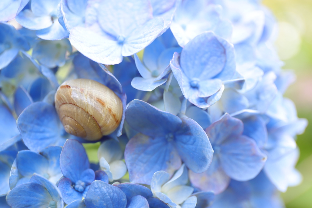 紫陽花に包まれて