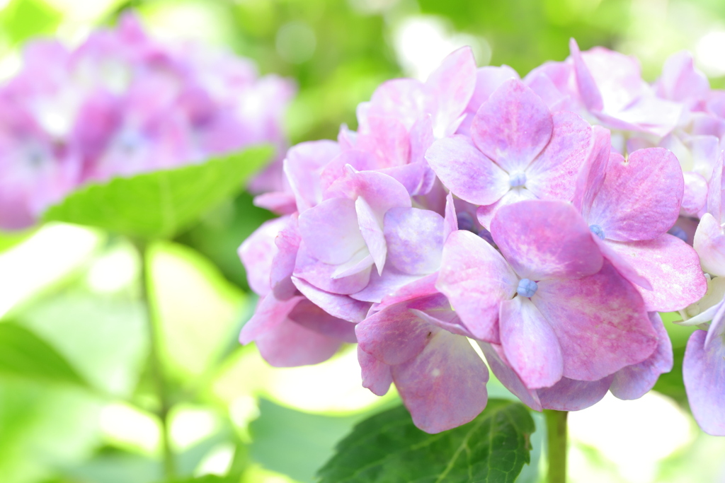 紫陽花に癒される～♪