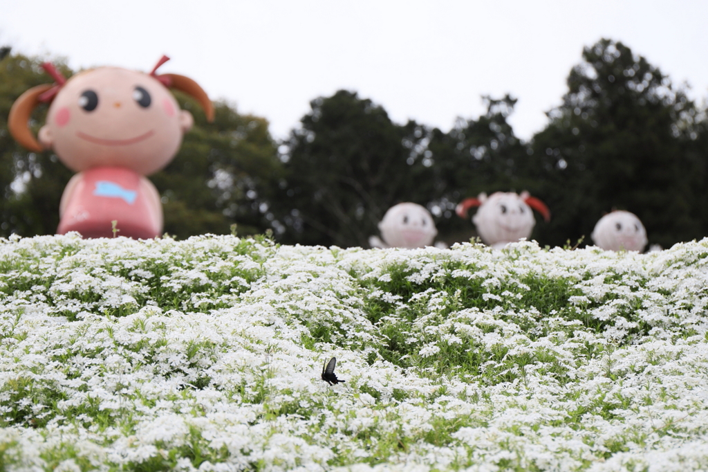さっちゃんとジャコウアゲハ