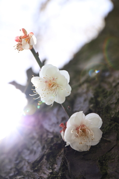 日差す梅の花