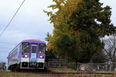 北条鉄道と銀杏の木