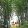 再・竹藪を駆ける列車