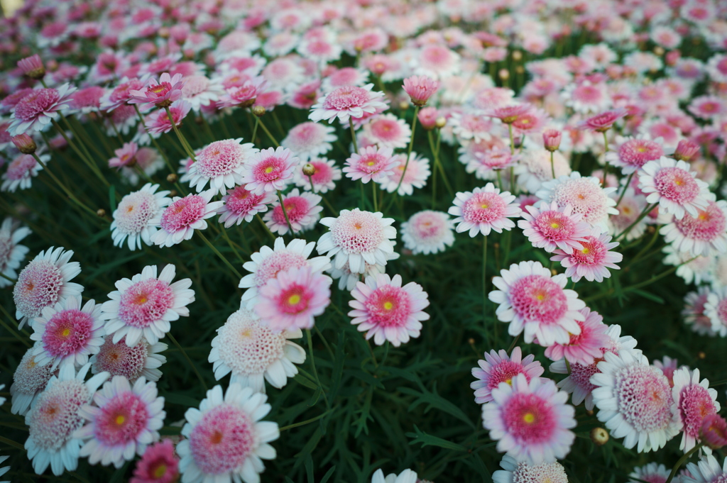 花壇を埋める可愛い花