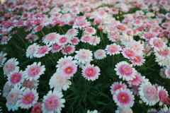 花壇を埋める可愛い花