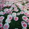花壇を埋める可愛い花
