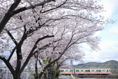 桜と山電