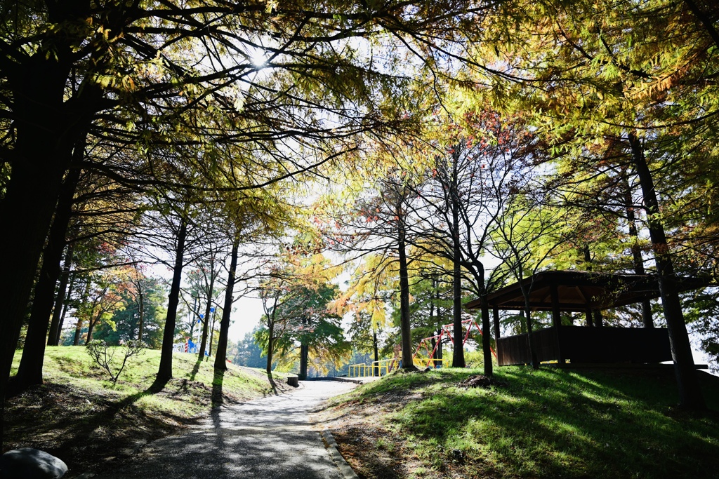 秋めく公園