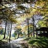 秋めく公園