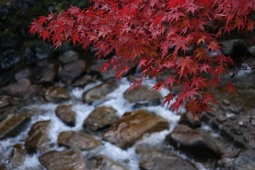 赤紅葉と水音