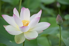 蓮の花咲く