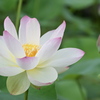 蓮の花咲く